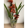 Kép 4/4 - cymbidium_narancssarga_