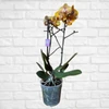 Kép 2/2 - Phalaenopsis Lepkeorchidea - Las-vegas