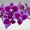 Kép 2/3 - Phalaenopsis Chia E Yenlin 'Variegata'