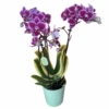 Kép 1/3 - Phalaenopsis_Chia_E_Yenlin_Variegata_