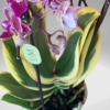 Kép 3/3 - Phalaenopsis Chia E Yenlin 'Variegata'