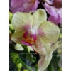 Kép 5/9 - mini_phalaenopsis