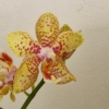 Kép 1/3 - Mini Phalaenopsis Lepkeorchidea