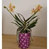 Kép 2/3 - mini_phalaenopsis