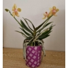 Kép 2/3 - mini_phalaenopsis