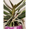 Kép 3/3 - mini_phalaenopsis_20
