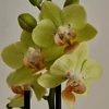 Kép 1/3 - Mini Phalaenopsis Lepkeorchidea