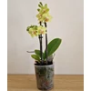 Kép 2/3 - mini_phalaenopsis