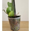 Kép 3/3 - mini_phalaenopsis_20