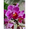 Kép 6/9 - mini_phalaenopsis