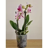 Kép 2/3 - mini_phalaenopsis
