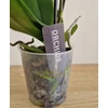 Kép 3/3 - mini_phalaenopsis_20