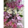 Kép 9/9 - mini_phalaenopsis