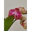 Kép 2/9 - mini_phalaenopsis