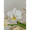 Kép 3/9 - mini_phalaenopsis