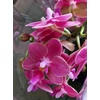 Kép 8/9 - mini_phalaenopsis