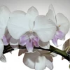 Kép 1/2 - Phalaenopsis Moonlight Serenade