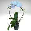 Kép 2/2 - Phalaenopsis Moonlight Serenade