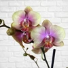 Kép 2/3 - Phalaenopsis Belle Helen