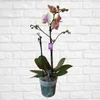 Kép 3/3 - Phalaenopsis Belle Helen