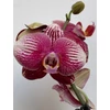 Kép 2/4 - bordo_cirmos_phalaenopsis_