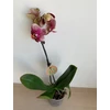 Kép 3/4 - bordo_cirmos_phalaenopsis_