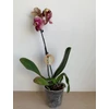 Kép 4/4 - bordo_cirmos_phalaenopsis_