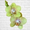 Kép 1/2 - Phalaenopsis Golden Treasure