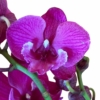 Kép 1/2 - Phalaenopsis Lepkeorchidea
