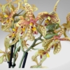 Kép 2/3 - Phalaenopsis Lepkeorchidea