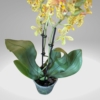 Kép 3/3 - Phalaenopsis Lepkeorchidea
