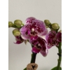 Kép 1/5 - lila_foltos_phalae_orchidea_