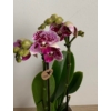 Kép 2/5 - lila_foltos_phalae_orchidea_