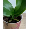 Kép 3/5 - lila_foltos_phalae_orchidea_