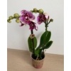 Kép 4/5 - lila_foltos_phalae_orchidea_