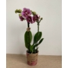 Kép 5/5 - lila_foltos_phalae_orchidea_