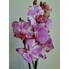 Kép 1/3 - Phalaenopsis Lepkeorchidea