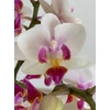 Kép 1/2 - Mini Phalaenopsis Lepkeorchidea