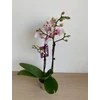 Kép 2/2 - feher_phalaenopsis_1
