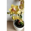 Kép 2/4 - Mini Phalaenopsis Lepkeorchidea