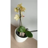 Kép 3/4 - Mini Phalaenopsis Lepkeorchidea