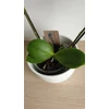 Kép 4/4 - Mini Phalaenopsis Lepkeorchidea