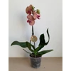 Kép 2/2 - narancs_csikos_phalaenopsis_