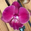Kép 1/2 - feher_lila_pottyos_phalaenopsis_