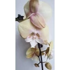 Kép 3/4 - Phalaenopsis Lepkeorchidea