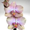 Kép 1/2 - phalaenopsis_orchidea_300.