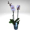 Kép 2/2 - phalaenopsis_orchidea_300.