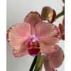 Kép 1/5 - Phalaenopsis Pirate Picotee