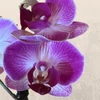 Kép 1/2 - Phalaenopsis  rózsaszín