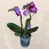 Kép 2/2 - Phalaenopsis  rózsaszín